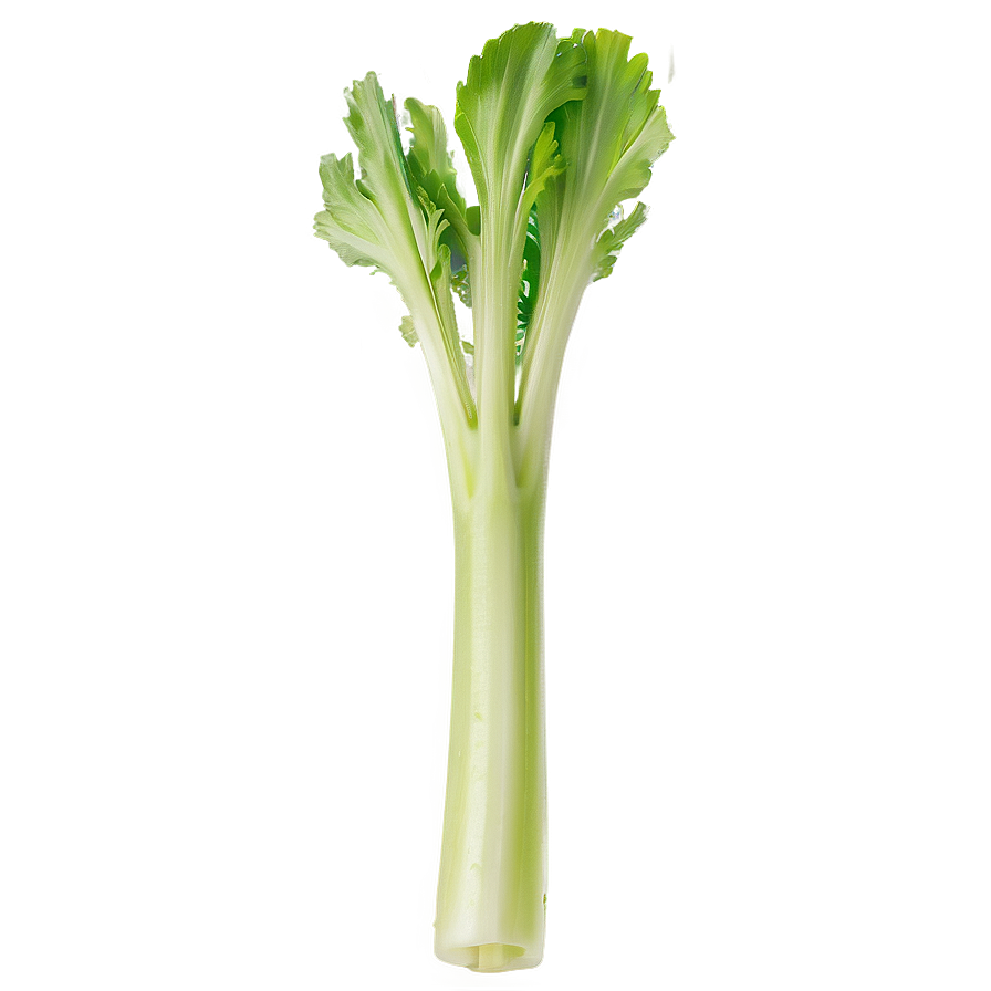 Celery On White Background Png 06252024