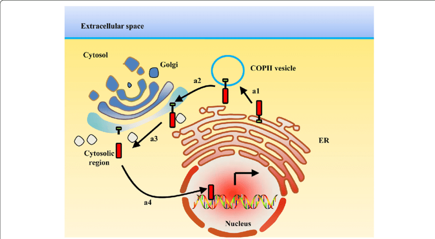 Cellular Protein Transport Diagram