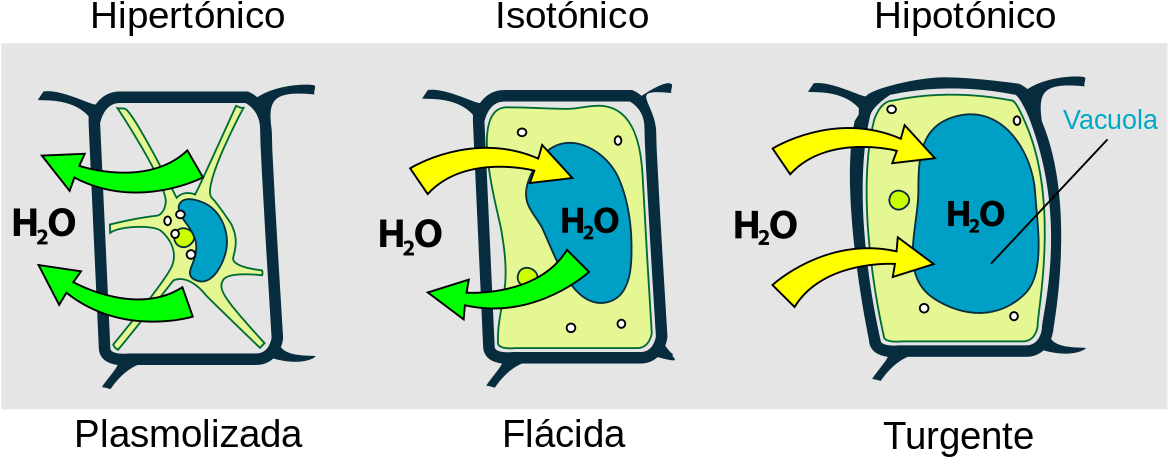 Cellular Tonicity Comparison