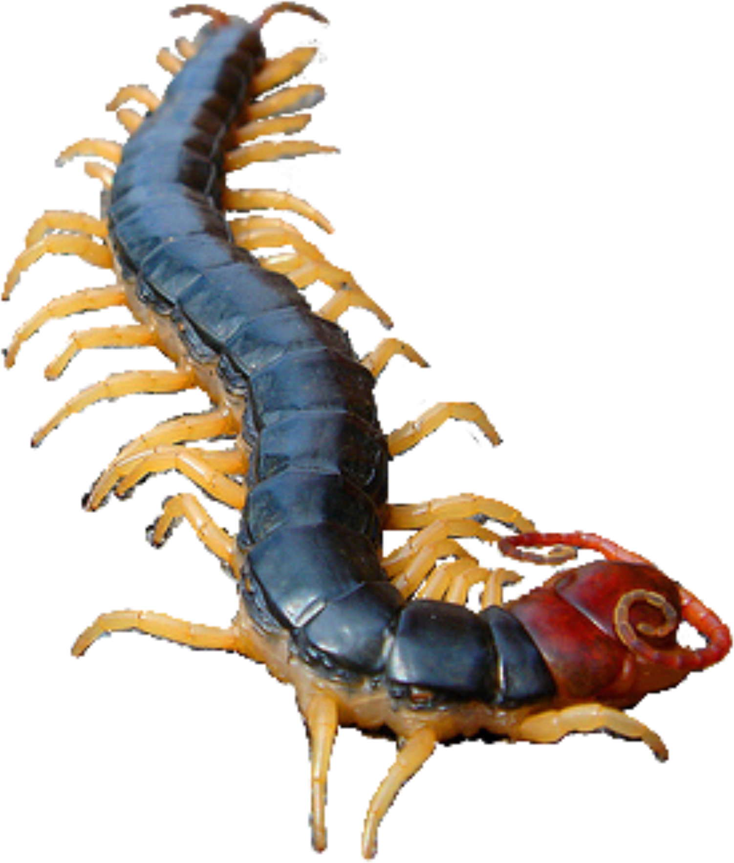 Centipede Close Up