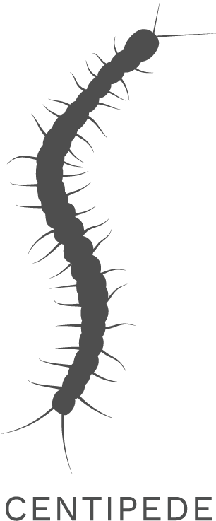 Centipede Silhouette Graphic