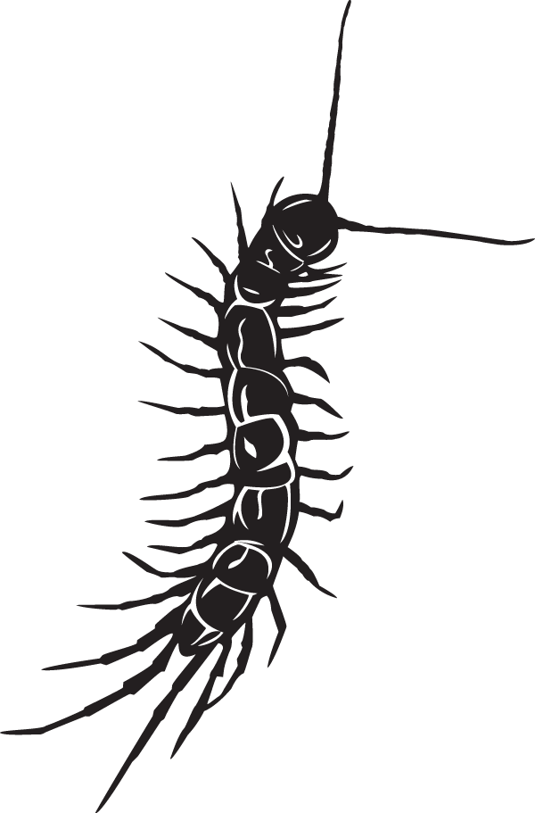 Centipede Silhouette Graphic