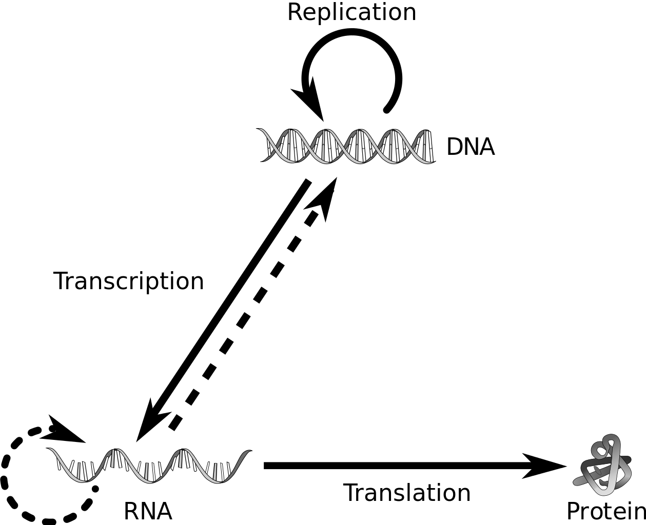 Central Dogmaof Molecular Biology