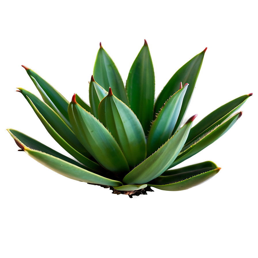 Century Plant Agave Png 06282024