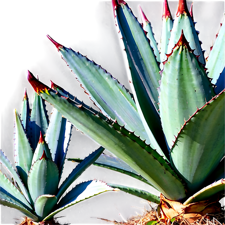 Century Plant Agave Png 06282024