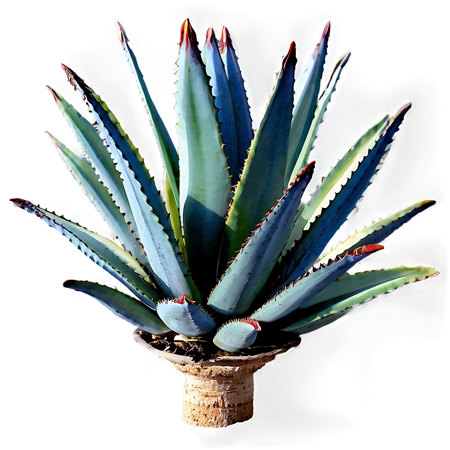 Century Plant Agave Png Mht