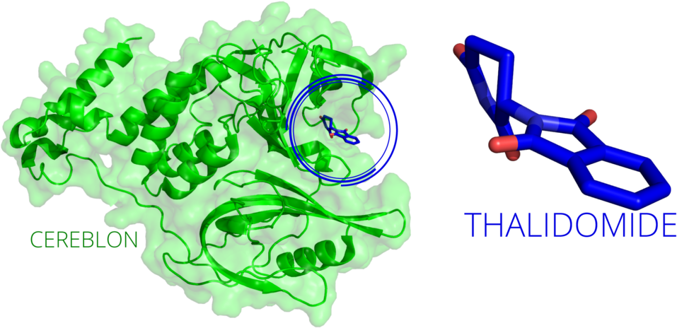 Cereblon Thalidomide Complex Visualization