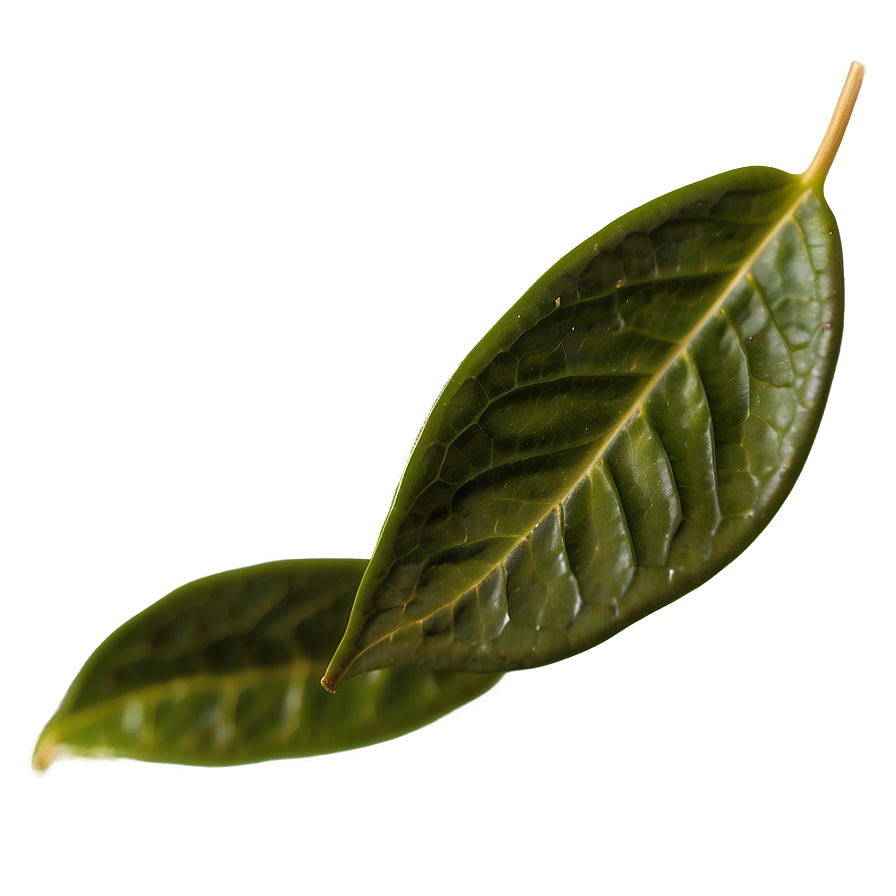 Ceylon Tea Leaf Png 27