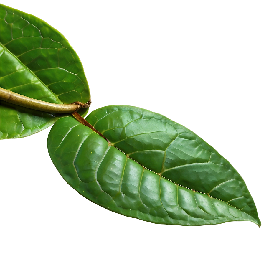 Ceylon Tea Leaf Png 85