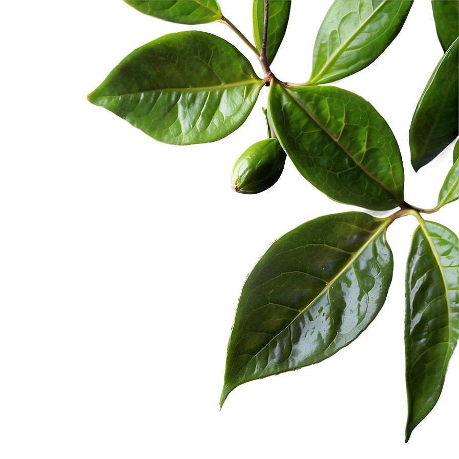 Ceylon Tea Leaf Png Ybr