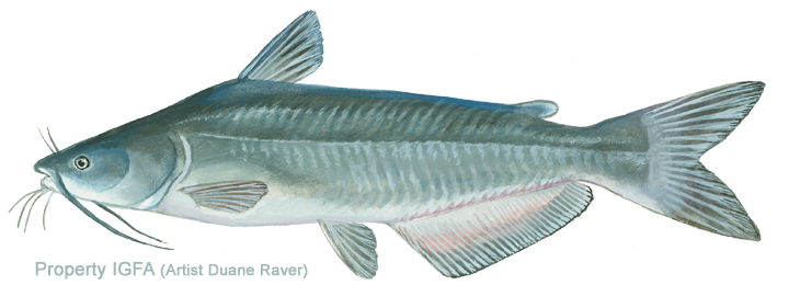 Channel Catfish Illustration