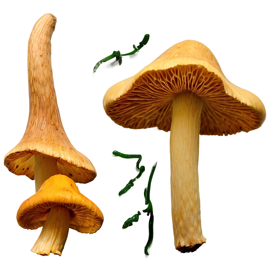 Chanterelle Mushrooms Png Edg42