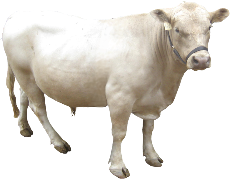 Charolais Cow Standing Transparent Background