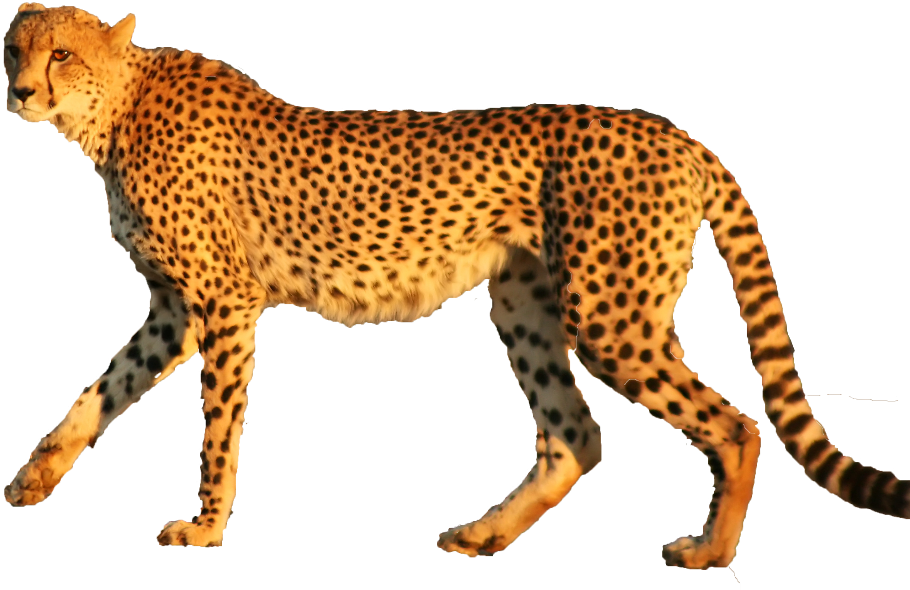 Cheetah Walking Profile