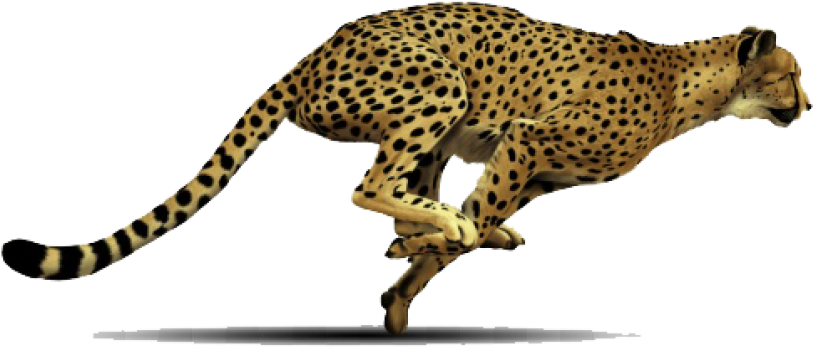 Cheetahin Mid Stride