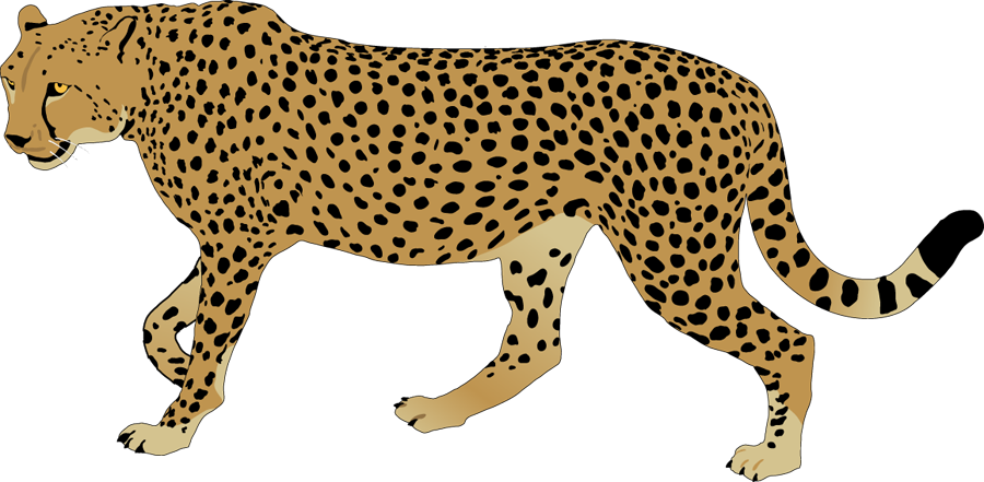 Cheetahin Stride Illustration