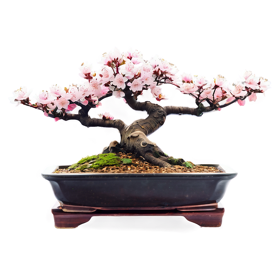 Cherry Blossom Bonsai Png 13