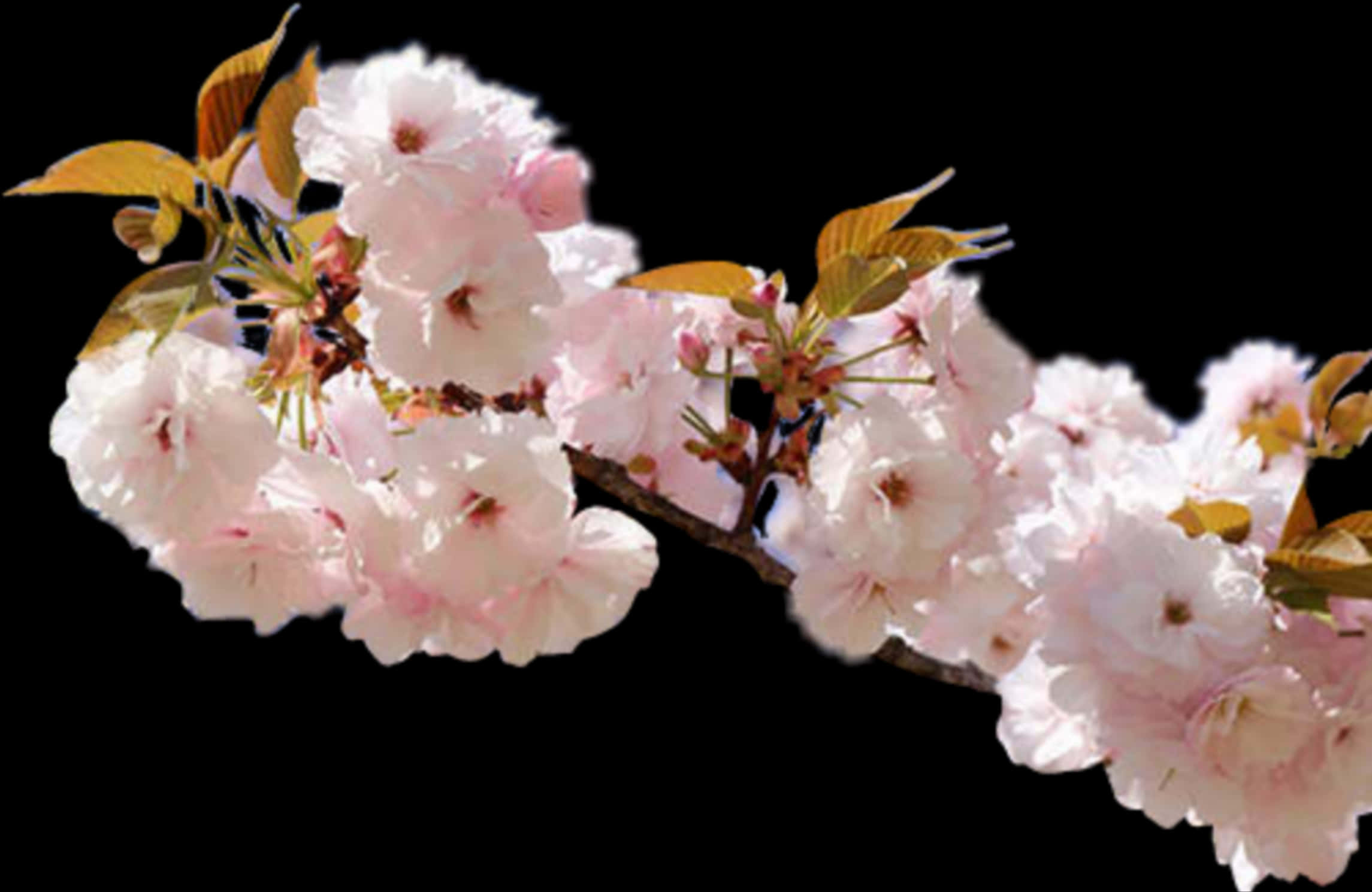 Cherry Blossom Branch Black Background