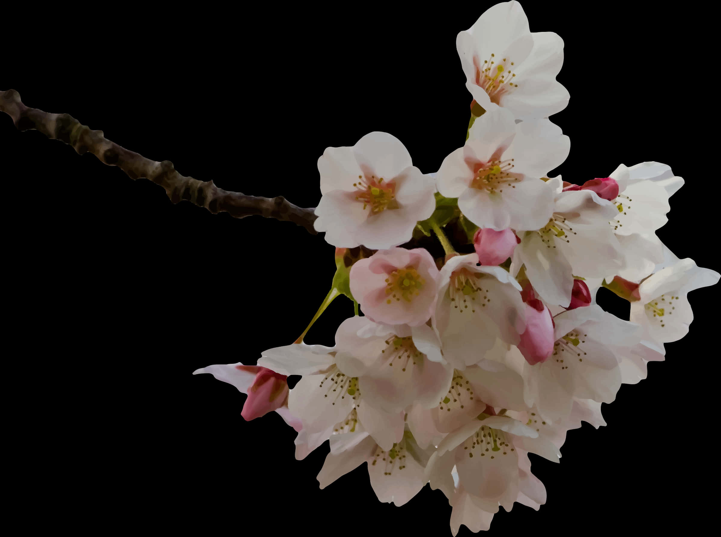 Cherry Blossom Branch Black Background