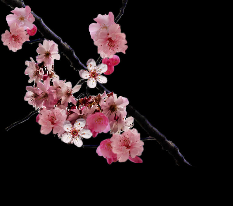 Cherry Blossom Branch Black Background