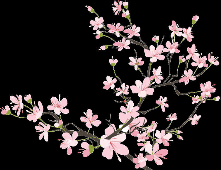 Cherry Blossom Branch Illustration