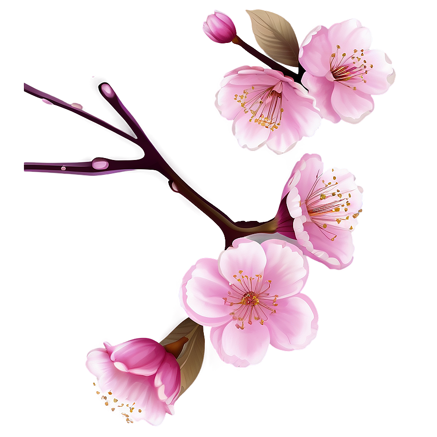 Cherry Blossom Drawing Png Aik