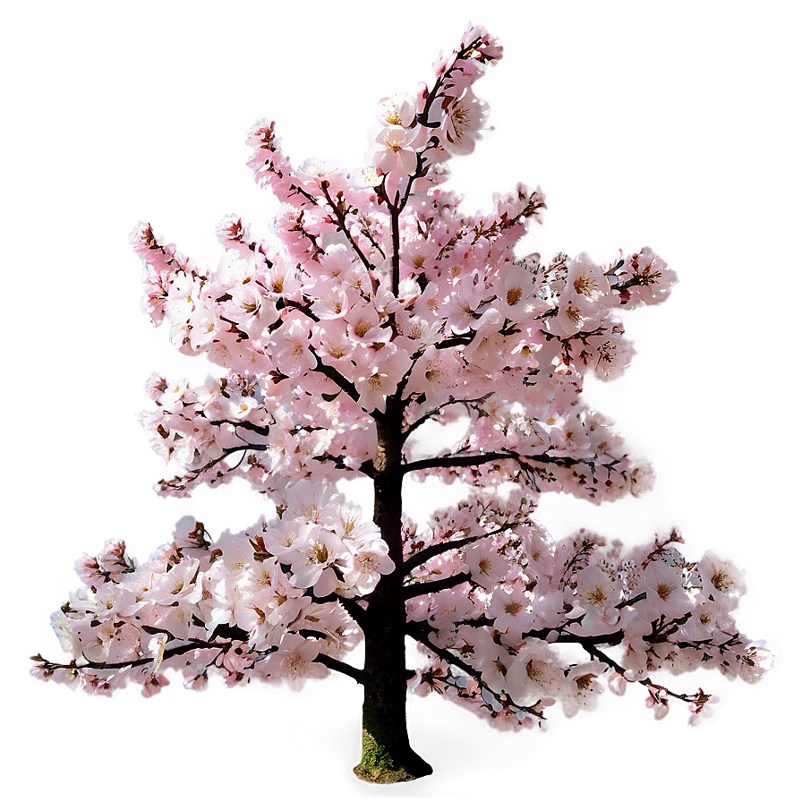 Cherry Blossom Festival Tree Png 15