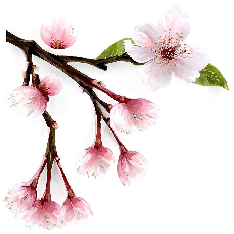 Cherry Blossom Flower Transparent Png Ara