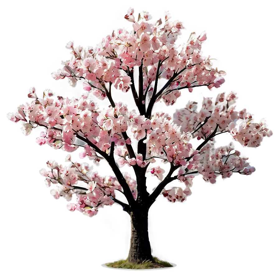 Cherry Blossom Tree Png 06122024