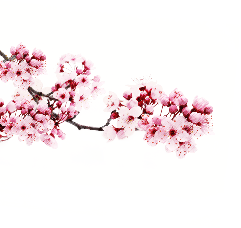 Cherry Blossom Watercolor Art