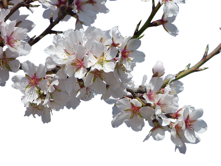 Cherry Blossoms Against Dark Background.jpg