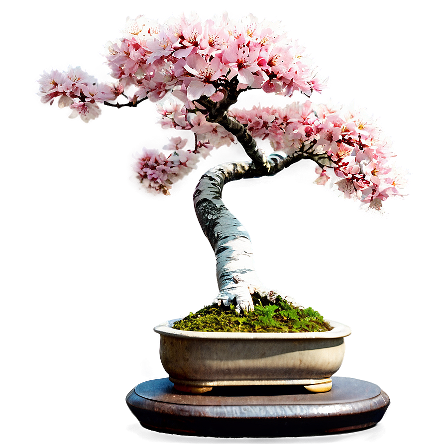 Cherry Tree Bonsai Png 85