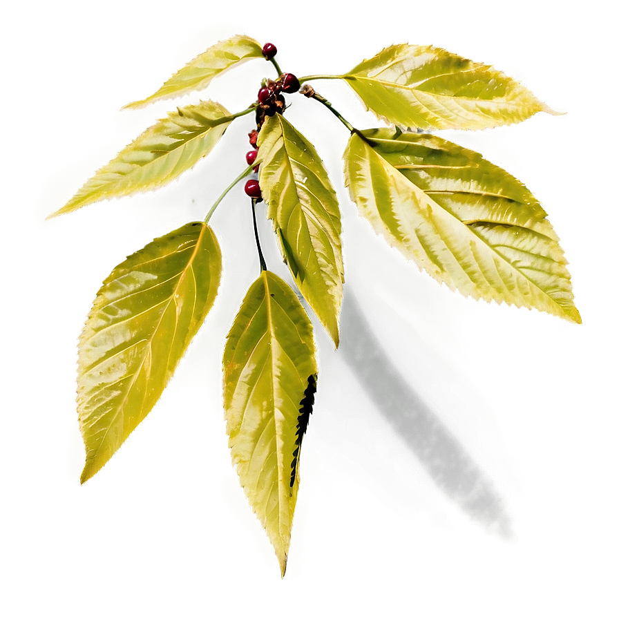 Cherry Tree Leaf Png 06212024