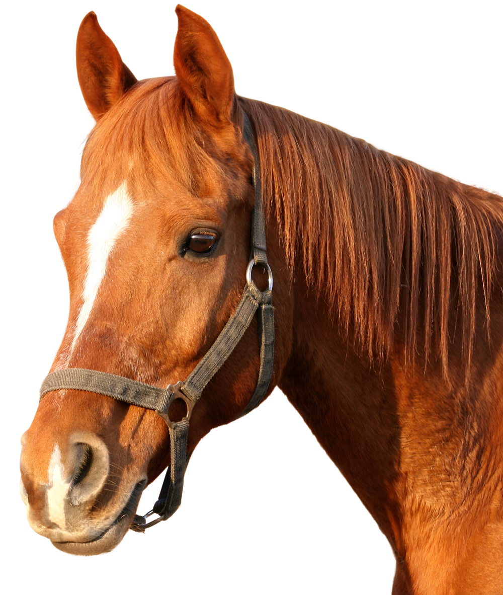 Chestnut Horse Portrait