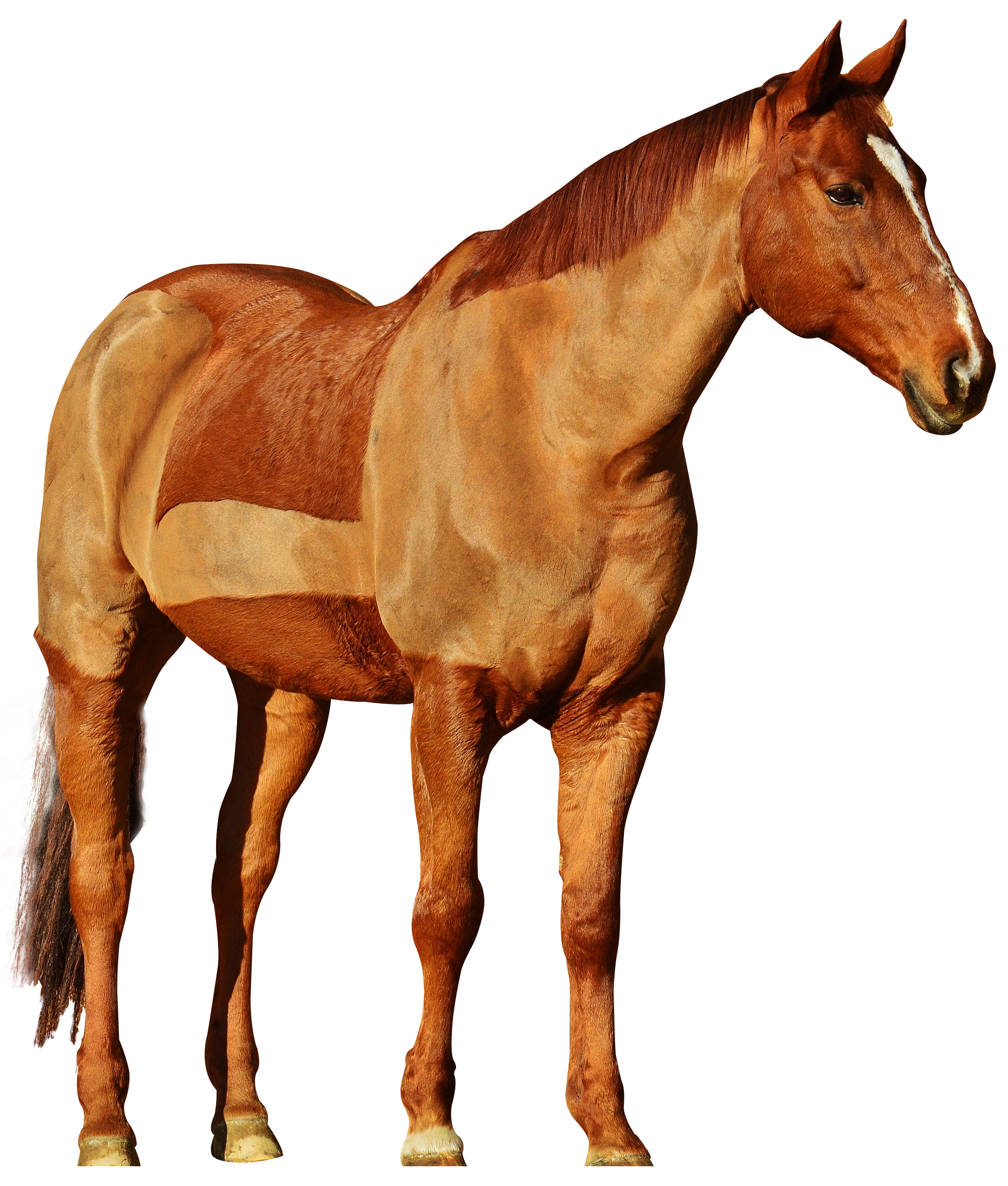 Chestnut Horse Standing Profile