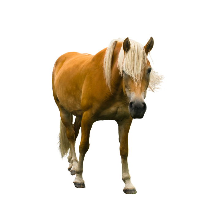 Chestnut Horse Standing Transparent Background.png