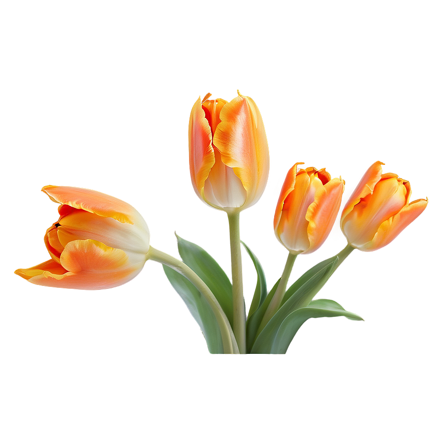 Chic Orange Tulip Png Vrf