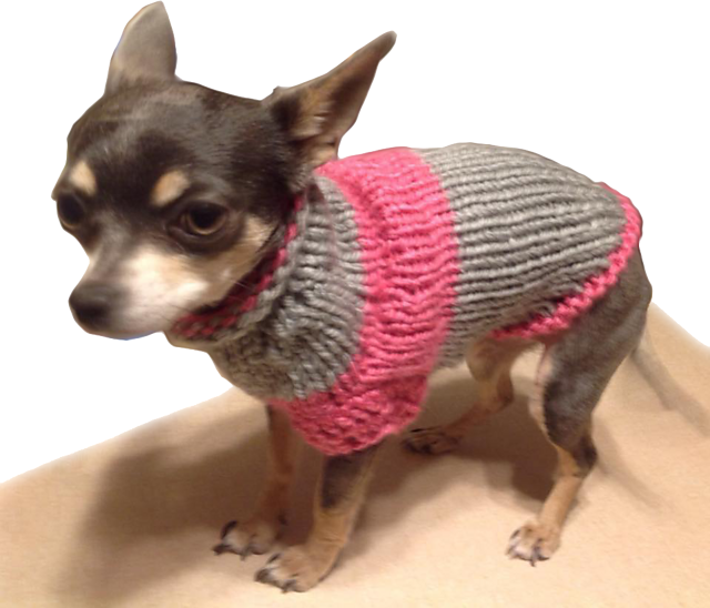 Chihuahuain Pink Sweater