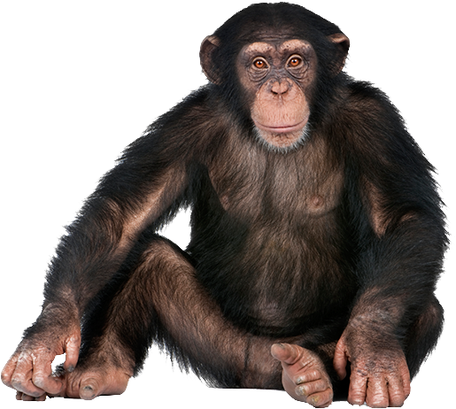 Chimpanzee Portrait Isolated