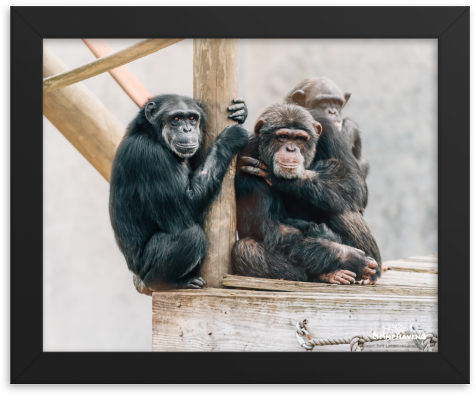 Chimpanzees_ Perched_ Together