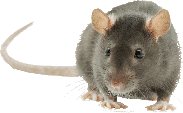 Chinchilla Portrait Transparent Background