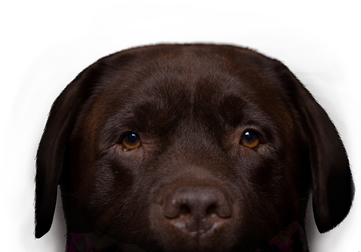Chocolate Labrador Portrait