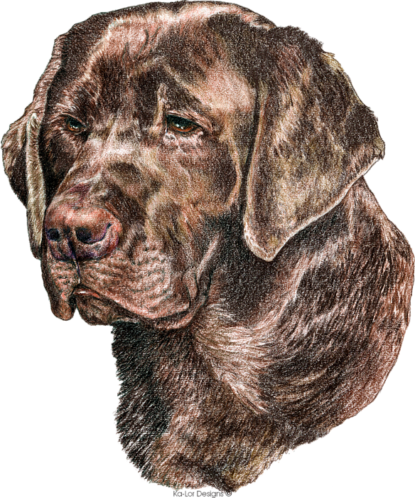 Chocolate Labrador Retriever Portrait