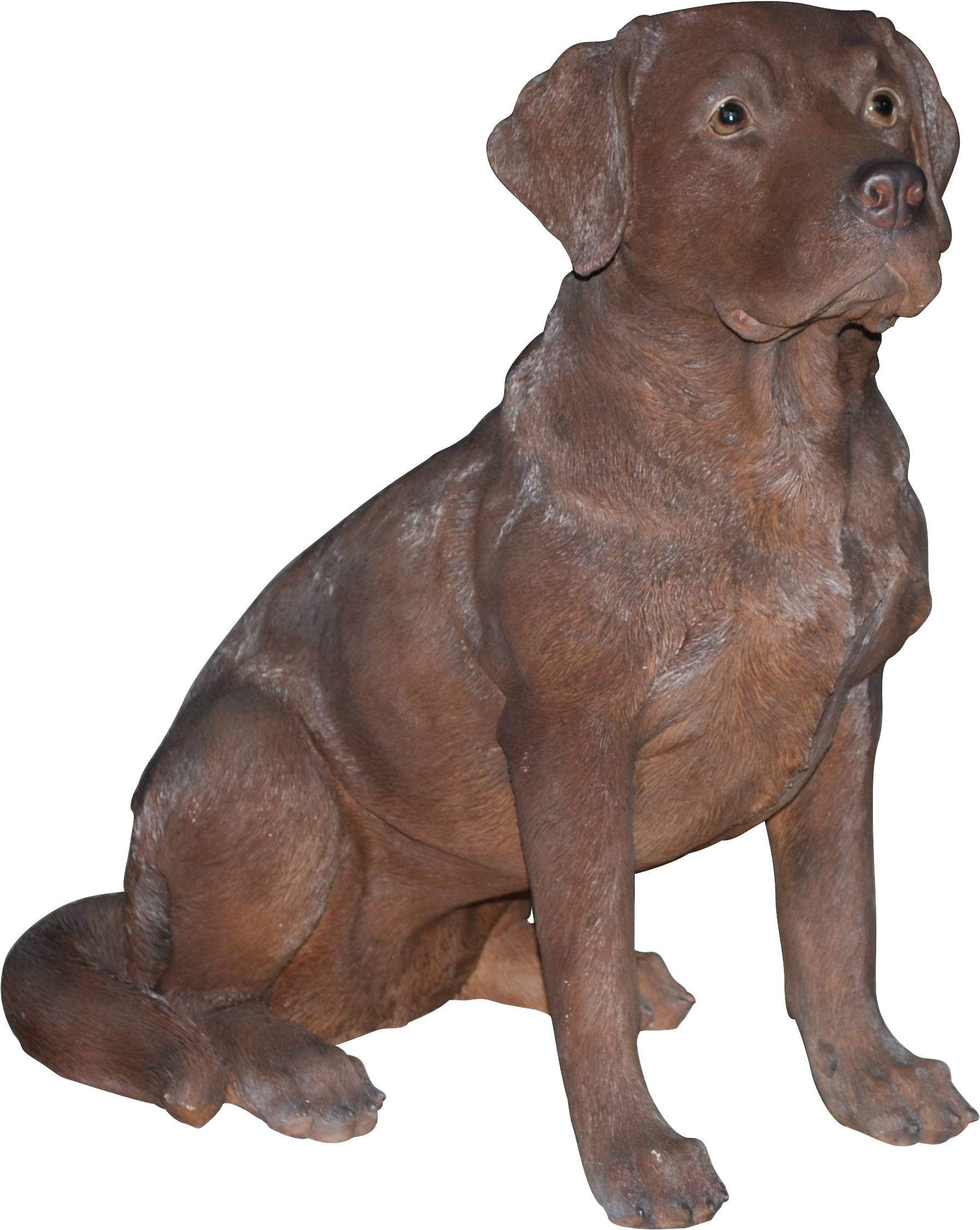 Chocolate Labrador Sitting Pose