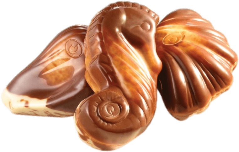 Chocolate Seashells Collection