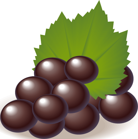 Chocolate Truffleson Leaf Vector