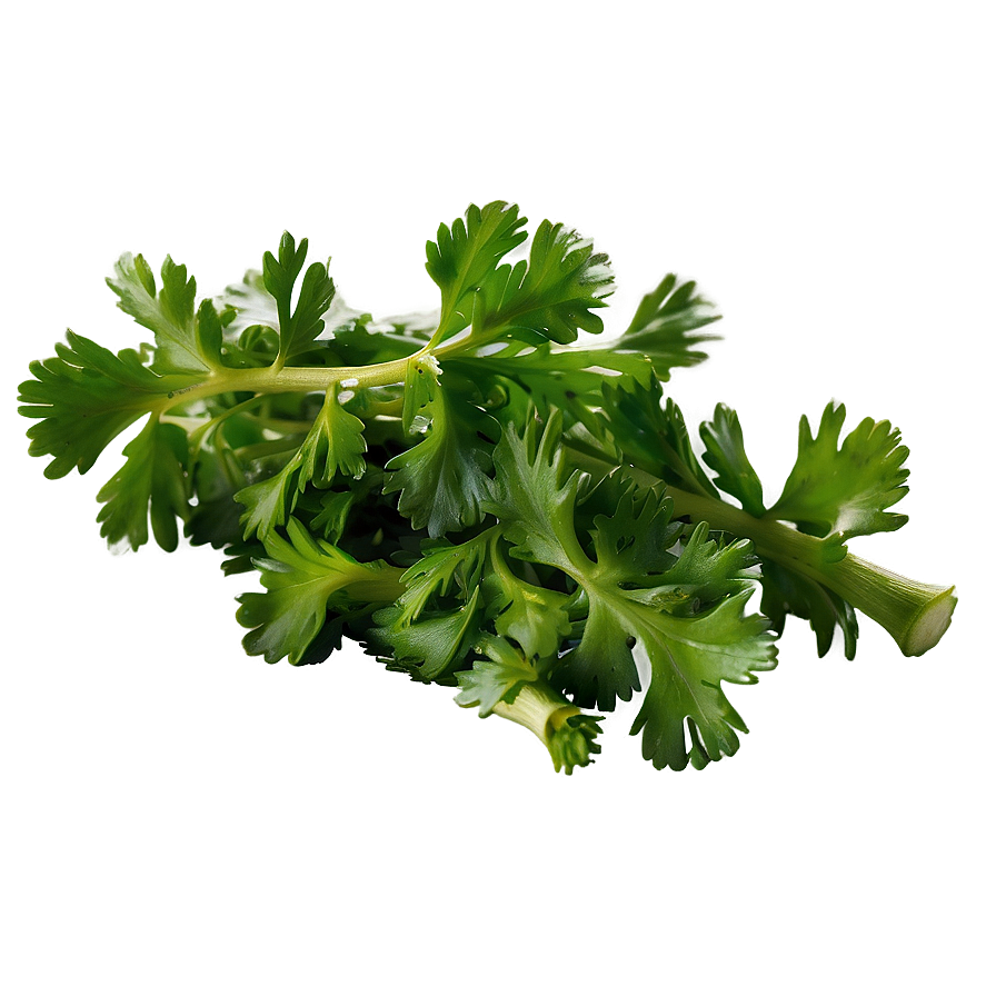 Chopped Cilantro Png 90