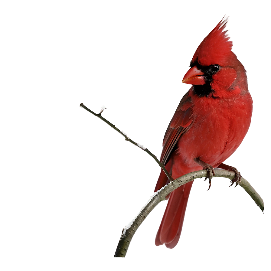 Christmas Cardinal Png Pgl68