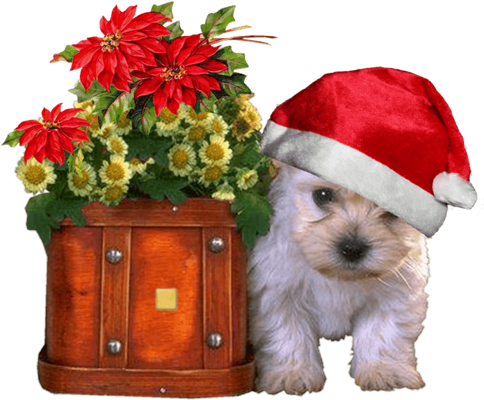 Christmas Puppy With Flowersand Santa Hat