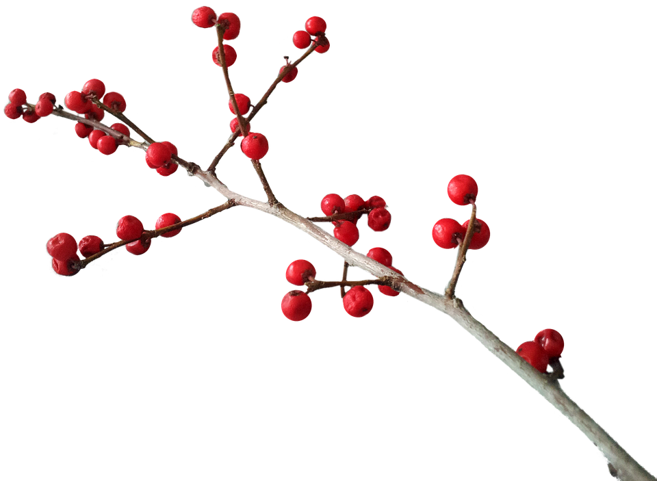 Christmas Red Berries Branch.png